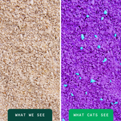 Glo™ Natural Attractions™ Clumping Corn Cat Litter